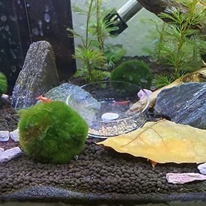 Aquarium Glass Feeder Dish, Round Clear Glass Fish Feeding Bowl, 60mm, Prevents Food Spilling in Fish Tank