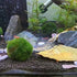 Aquarium Glass Feeder Dish, Round Clear Glass Fish Feeding Bowl, 60mm, Prevents Food Spilling in Fish Tank