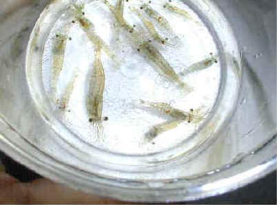 Beauty Yi 10 Adult Ghost Shrimp (Palaemonetes paludosus aka Grass Shrimp, Glass Shrimp, Freshwater River Shrimp) Great