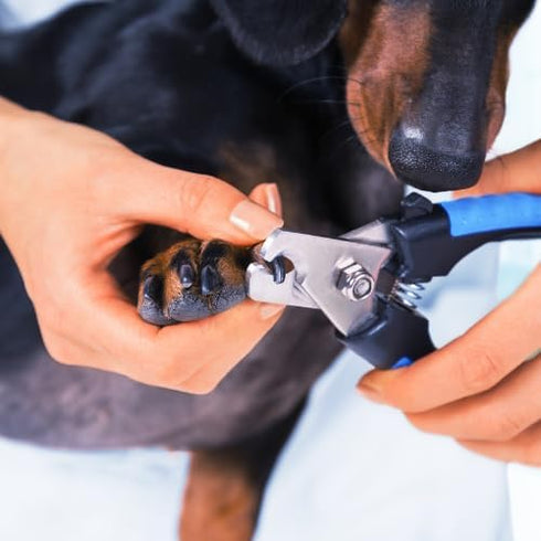 Pet Nail Clipping Kit for Dogs & Cats Stainless-Steel Clippers with Safety Guard, Non-Slip Handles + Nail File Clean