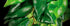 Small Mandarin Plastic Terrarium Plant for Reptiles