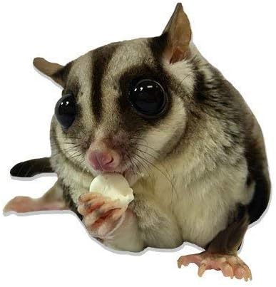 (3 lb.) Chinchillas, Marmosets, Yogurt Drops - All Natural Healthy Yogurt Treat - for Sugar Gliders, Prairie Dogs