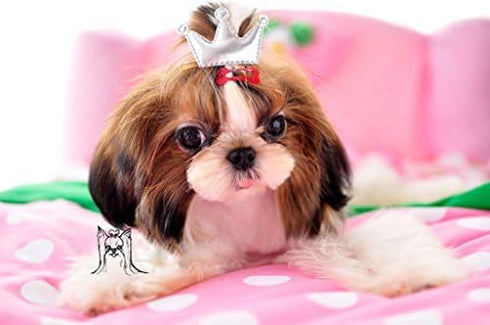 PET SHOW Cute 1" Small Bone Snap Hair Clips - Pack of 20 for Dog Cat Puppy Grooming