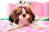PET SHOW Cute 1" Small Bone Snap Hair Clips - Pack of 20 for Dog Cat Puppy Grooming