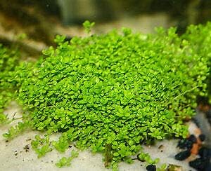 2 1 Micranthemum Monte Carlo Easy Live Aquarium Plant Buy Get