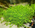 2 1 Micranthemum Monte Carlo Easy Live Aquarium Plant Buy Get