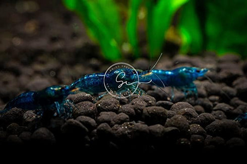 Swimming 20 (20 Creatures Blue Dream Premium High-Grade Neocaridina Freshwater Aquarium Shrimp Live Premium-Grade Blue