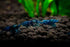 Swimming 20 (20 Creatures Blue Dream Premium High-Grade Neocaridina Freshwater Aquarium Shrimp Live Premium-Grade Blue