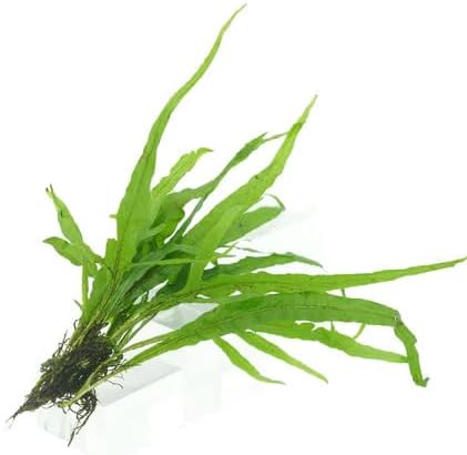 Generic 6 Pack, Live Aquarium Plants Bundle Freshwater Plants for Fish Tanks, Easy Beginner Low Light Aquatic Plant