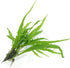 Generic 6 Pack, Live Aquarium Plants Bundle Freshwater Plants for Fish Tanks, Easy Beginner Low Light Aquatic Plant