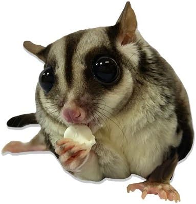 (4.5 oz.) Chinchillas, Yogu Drops With Papaya - Healthy Natural Fruit & Yogurt Treat - For Sugar Gliders, Rats