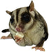 (4.5 oz.) Chinchillas, Yogu Drops With Papaya - Healthy Natural Fruit & Yogurt Treat - For Sugar Gliders, Rats