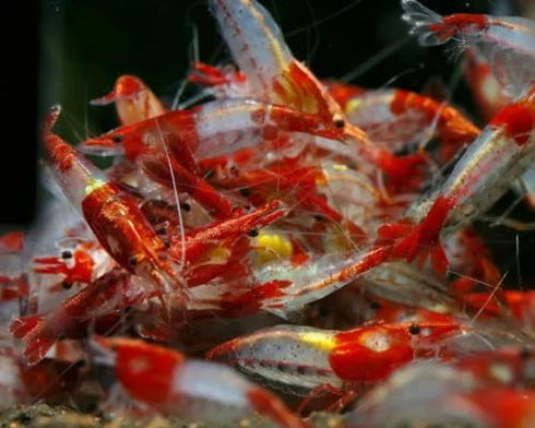 Las Vegas Exotic Fish 20 Mixed Color Neocaridina Shrimp - Live Freshwater Aquarium Inverts
