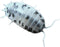 EZ Botanicals Live Dairy Cow (Porcellio Laevis) Isopods - Fancy Clean Up Crew for