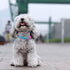 azuza Bowtie Dog Collar - Soft & Comfy Dog Collar with Bow, Fun Patterns & Bright Color for Small Dogs
