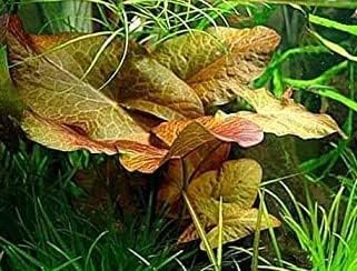 Bulb Dwarf Lily (Nymphaea Stellata) Live Aquarium Plant
