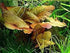 Bulb Dwarf Lily (Nymphaea Stellata) Live Aquarium Plant