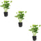 3 Pack Pennywort Brazilian Hydrocotyle Potted