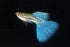 Generic 1 +2 Trio Blue Grass Live Guppy Fish VIP Grade A, Free Yellow Back Shrimp