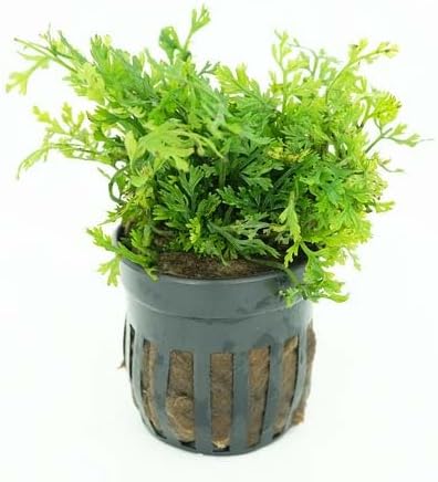 Generic Pack 6-Pot Package Live Aquarium Plants Variety Nurserys Choice Easy Beginner | Freshwater Tank Starter Kit