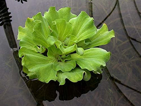 Aquatic Discounts 5 Large Water Lettuce - Live Floating Plant for Your Aquarium or Pond by