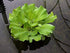 Aquatic Discounts 5 Large Water Lettuce - Live Floating Plant for Your Aquarium or Pond by