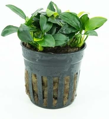 Generic Pack 6-Pot Package Live Aquarium Plants Variety Nurserys Choice Easy Beginner | Freshwater Tank Starter Kit