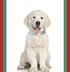 ARING PET Dog Collar and Leash, Velvet Dog Collar and Leash Set, Adjustable Collars for Dogs