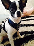 BINGPET Dog Vest Harness - Lightweight Breathable Sports Mesh Adjustable Harness for Small Dogs