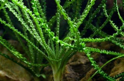 Marcus Fish Tanks Crinum Calamistratum Easy to Grow Hardy Live Aquarium Plant