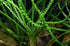 Marcus Fish Tanks Crinum Calamistratum Easy to Grow Hardy Live Aquarium Plant