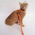 2 Pack Cat Harness and Leash, Adjustable Halter Harness with Nylon Strap, Safety Rope Leads for Kittens