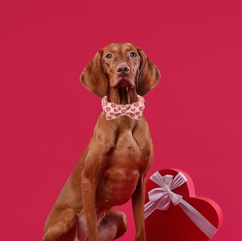 Unique Style Paws Valentine's Day Dog Collar with Bow, Heart Print Cotton Collar for Small Medium Large Dogs