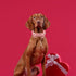 Unique Style Paws Valentine's Day Dog Collar with Bow, Heart Print Cotton Collar for Small Medium Large Dogs