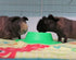 Tip-Proof Ergonomic Pet Bowl for Guinea Pig, 1/4-Cup Small Size, Spring Green