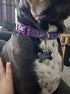 Durable Dog Collar with Maple Leaves Pattern - Neoprene Padded Soft and Comfortable - Adjustable for Small Dogs &