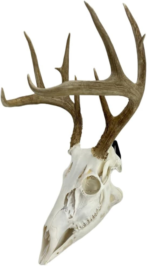 Heavy-Duty Alloy Steel European Skull Mount Hanger, 3 Pack (Black) for Whitetail Deer, Feral Hog, Bear & Exotic Skulls