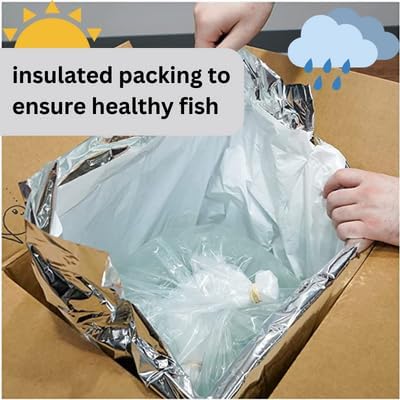 (Packs 8 Orange Rili Shrimp of Shrimp) - Live Fish for Aquarium Exotic Freshwater Live Shrimp