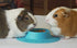 Tip-Proof Ergonomic Pet Bowl; 1/4-Cup Size; Sky Blue for Guinea Pig and Other Small Pets