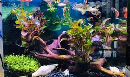 Ceramic Shelters 2 Pcs, Fish Tank Accessories, Swim Holes Aquatic Cave for Freshwater and Saltwater Fish