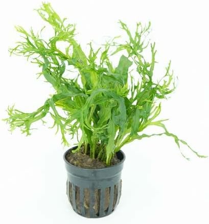 Generic Pack 6-Pot Package Live Aquarium Plants Variety Nurserys Choice Easy Beginner | Freshwater Tank Starter Kit