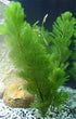 3X Marcus Fish Tanks - Green Cabomba Caroliniana Live Aquarium Plants for Aquatic Freshwater Fish Tank