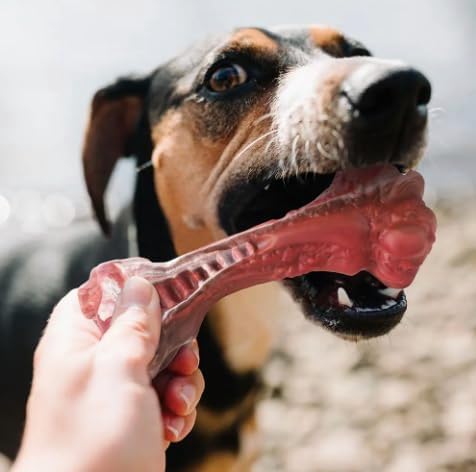 Dog Puppy Bone Toy for Aggressive Chewers, Beef Flavor, Durable Rubber for Small/Medium Breeds