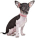 Rhinestone Dog Collar, Cute Dazzling Sparkling Elegant Fancy Suede Leather 1 Row Bling Crystal Jeweled Small Pet Cat