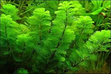 Marcus Fish Tanks - 3X Green Cabomba Caroliniana Live Aquarium Plants for