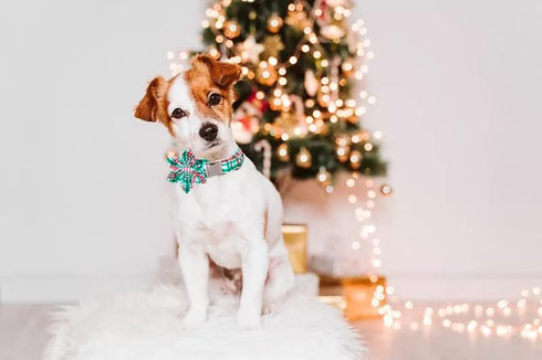 Lionet Paws Christmas Dog Collar with Flower, Adjustable Comfortable Collar for Dogs, Girl Gift, L, Neck 16-24 in