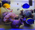 Ceramic Shelters 2 Pcs, Fish Tank Accessories, Swim Holes Aquatic Cave for Freshwater and Saltwater Fish