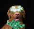 Lionheart Glory St. Patrick's Day Dog Collar, Adjustable Cute Floral Pattern Collar for X-Small Dogs