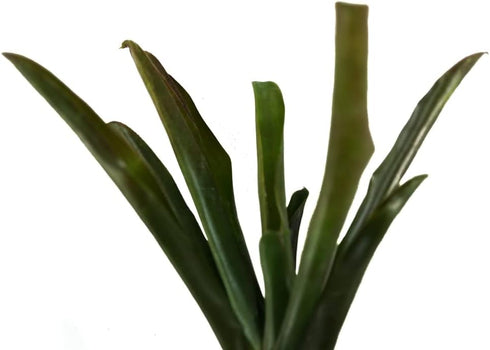 Neoregelia 'Fireball' Bromeliad by Josh's Frogs - Perfect for Reptiles