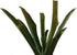 Neoregelia 'Fireball' Bromeliad by Josh's Frogs - Perfect for Reptiles
